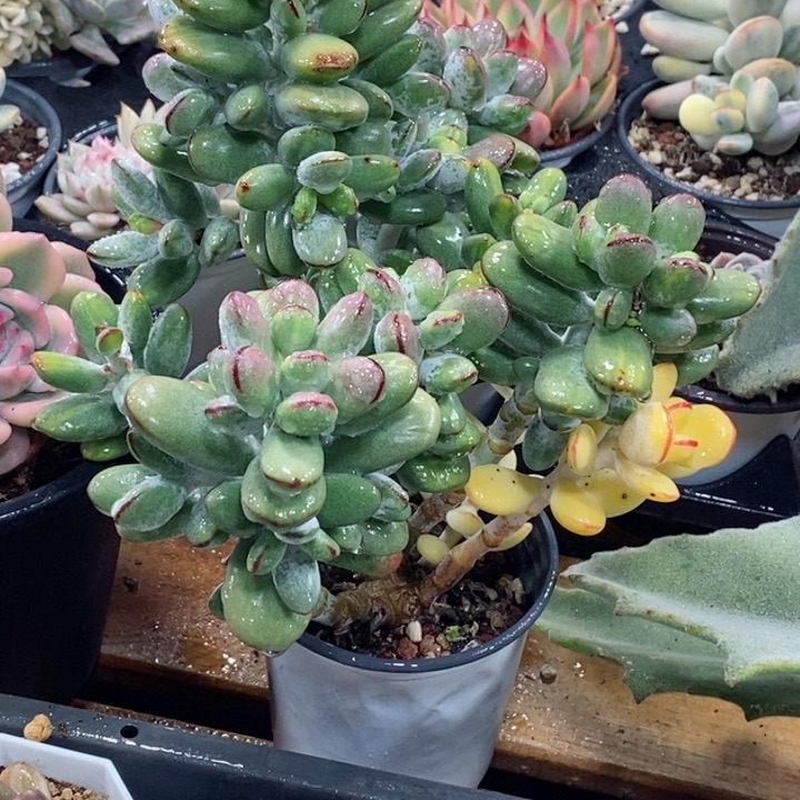 澳*虎斑福娘锦  小方花圃一物一拍