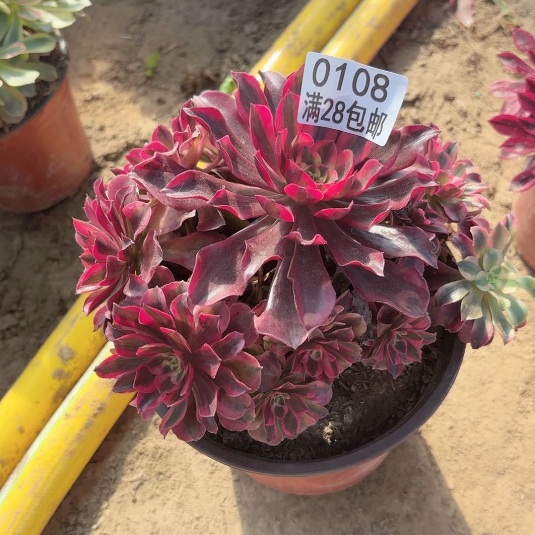 0108。 美杜莎多肉