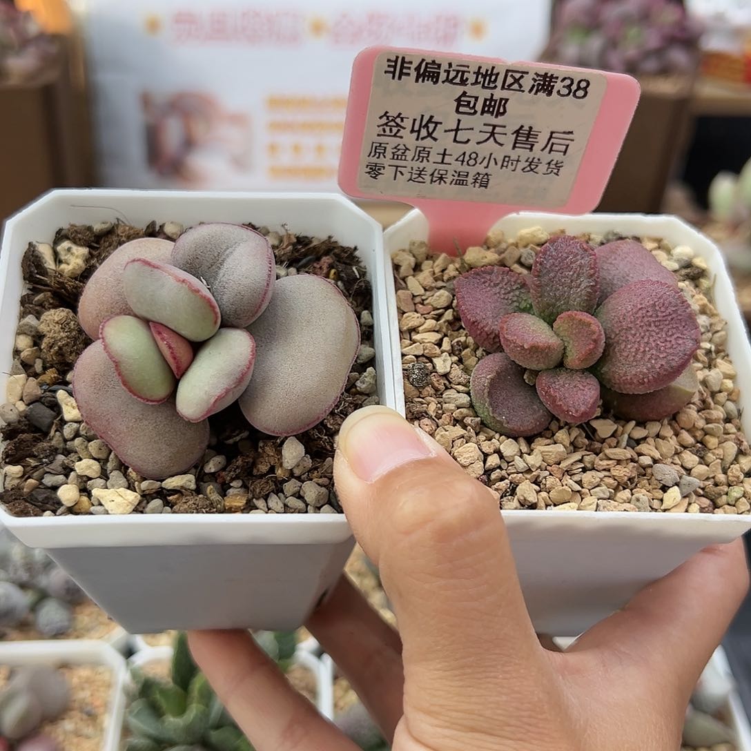 276白肌红蛋赛猪肝多肉