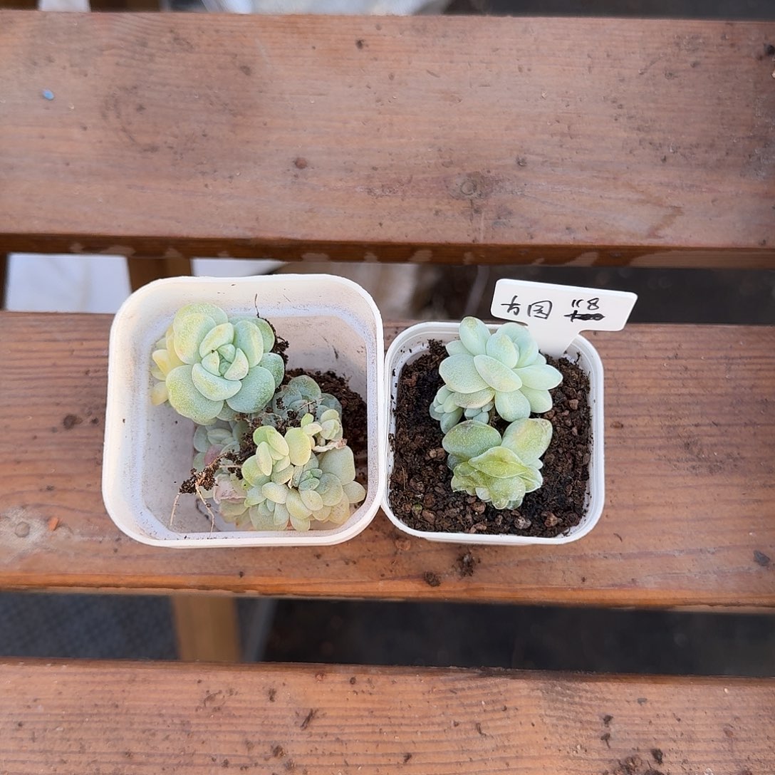 方圆专拍冰玉石化群4颗