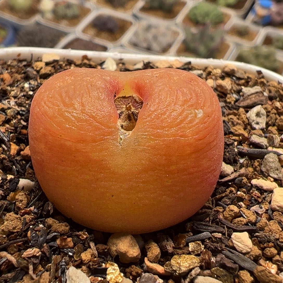 95多肉植物百科植物