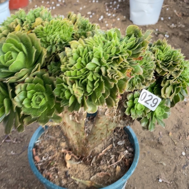 029多肉植物绿玫瑰缀