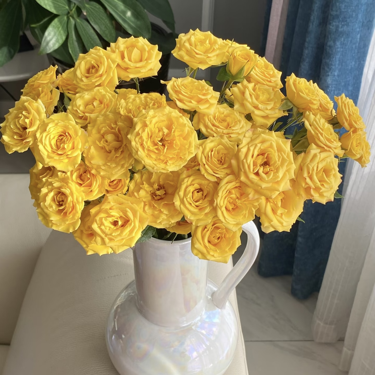 两单包邮！梦幻芭比玫瑰10支（20%不售后）