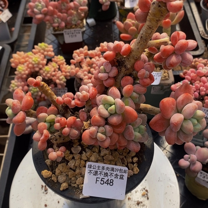 樱花洛神老桩有砍16cm548多肉植物