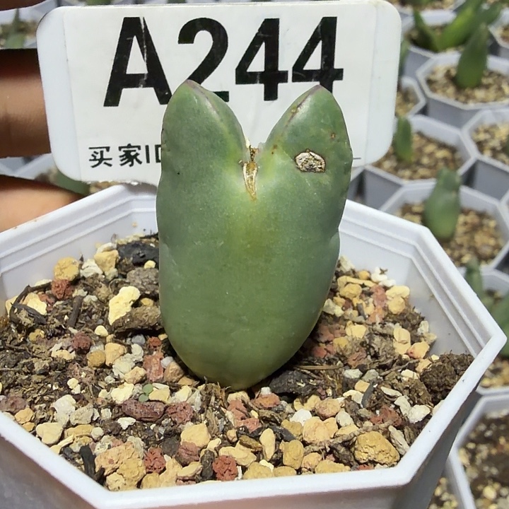 £***张244。满38包邮肉锥