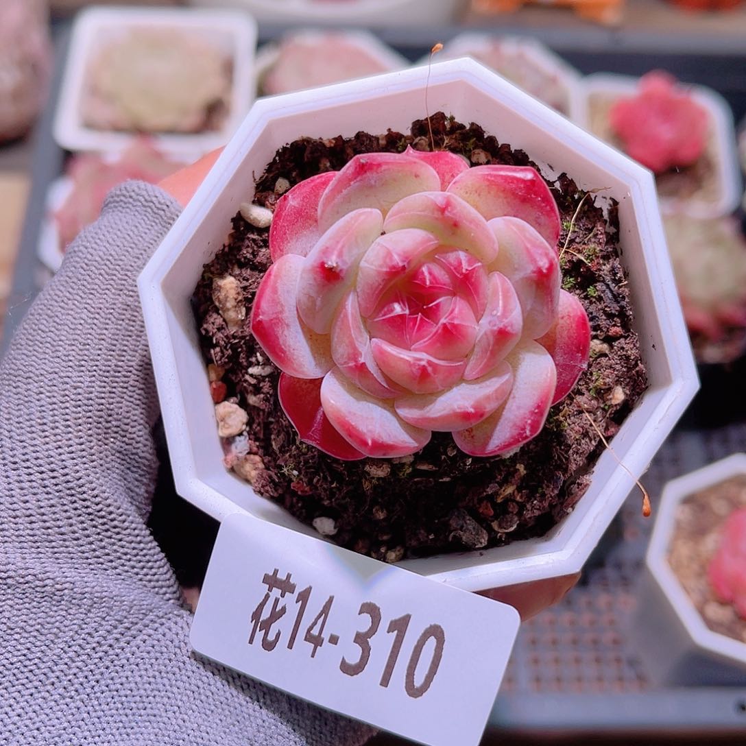 花14-310精选糖心