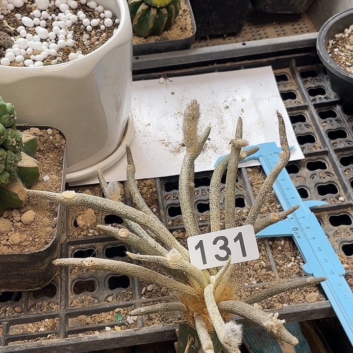 仙人球美杜莎131号