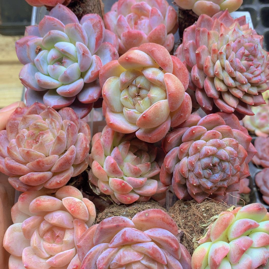 我要去看你了啊我的天045