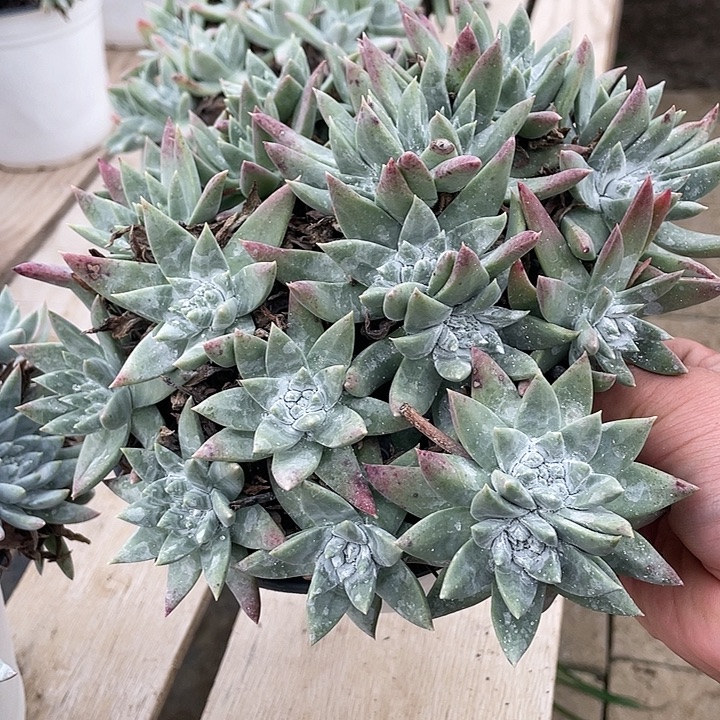 山***边粗桩福利粗桩福利