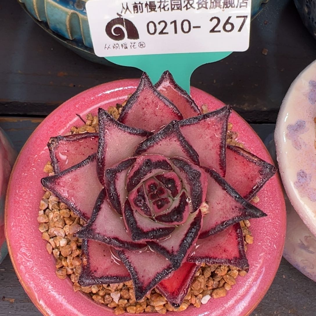 从前慢多肉精选编号0210.267