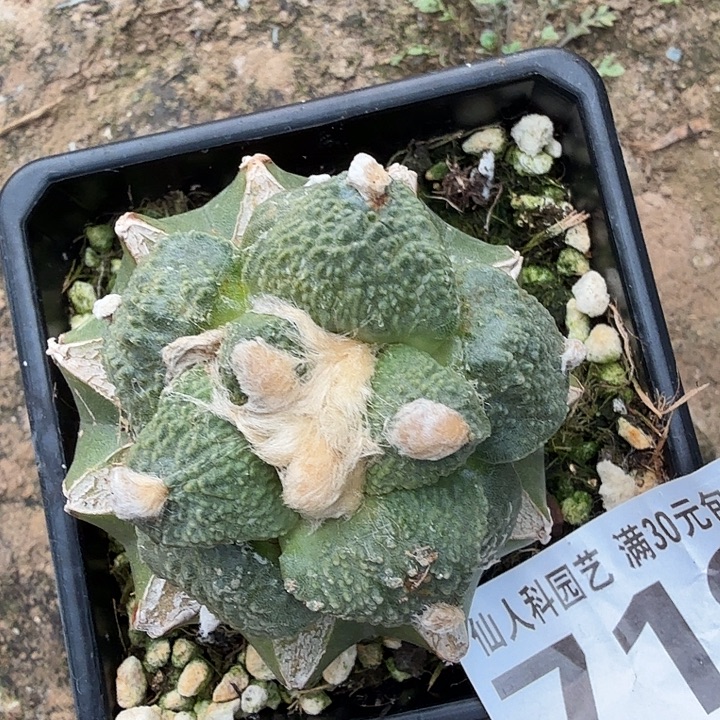 无花朵719梦幻怒涛东三