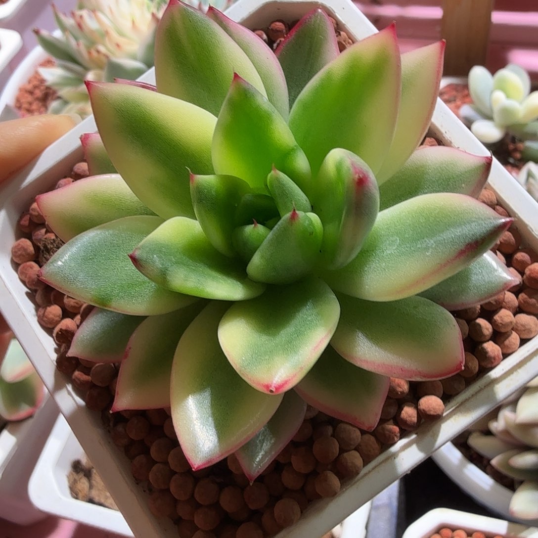 东云锦，多肉植物。 