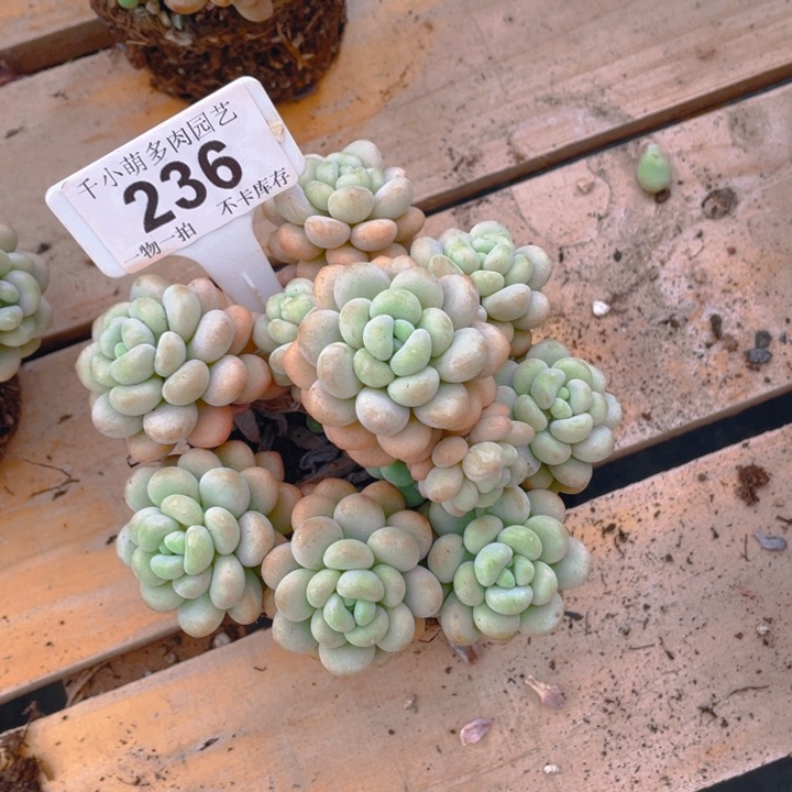 谢谢你的支持000000236