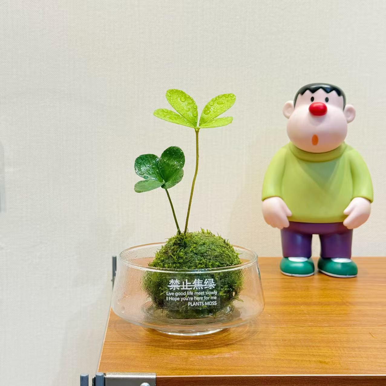 幸运四叶草苔藓球室内禁止焦绿玻璃瓶懒人奇趣绿植小众植物