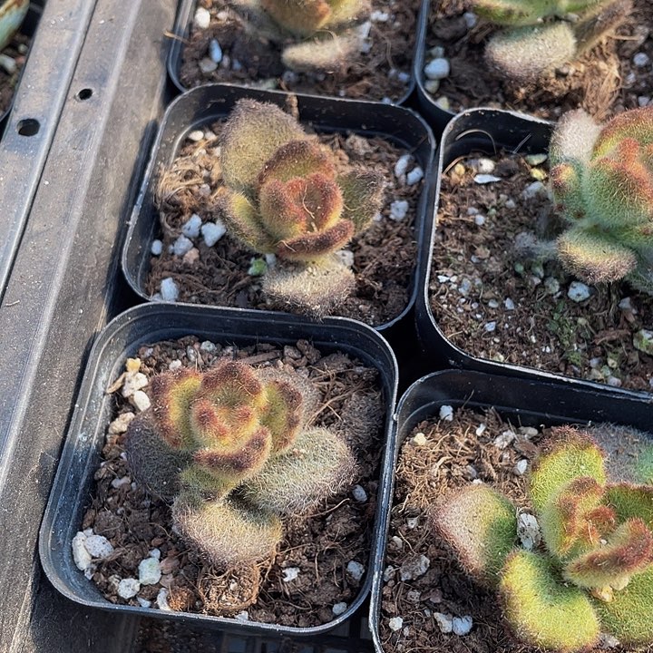 泰迪熊带盆土发货