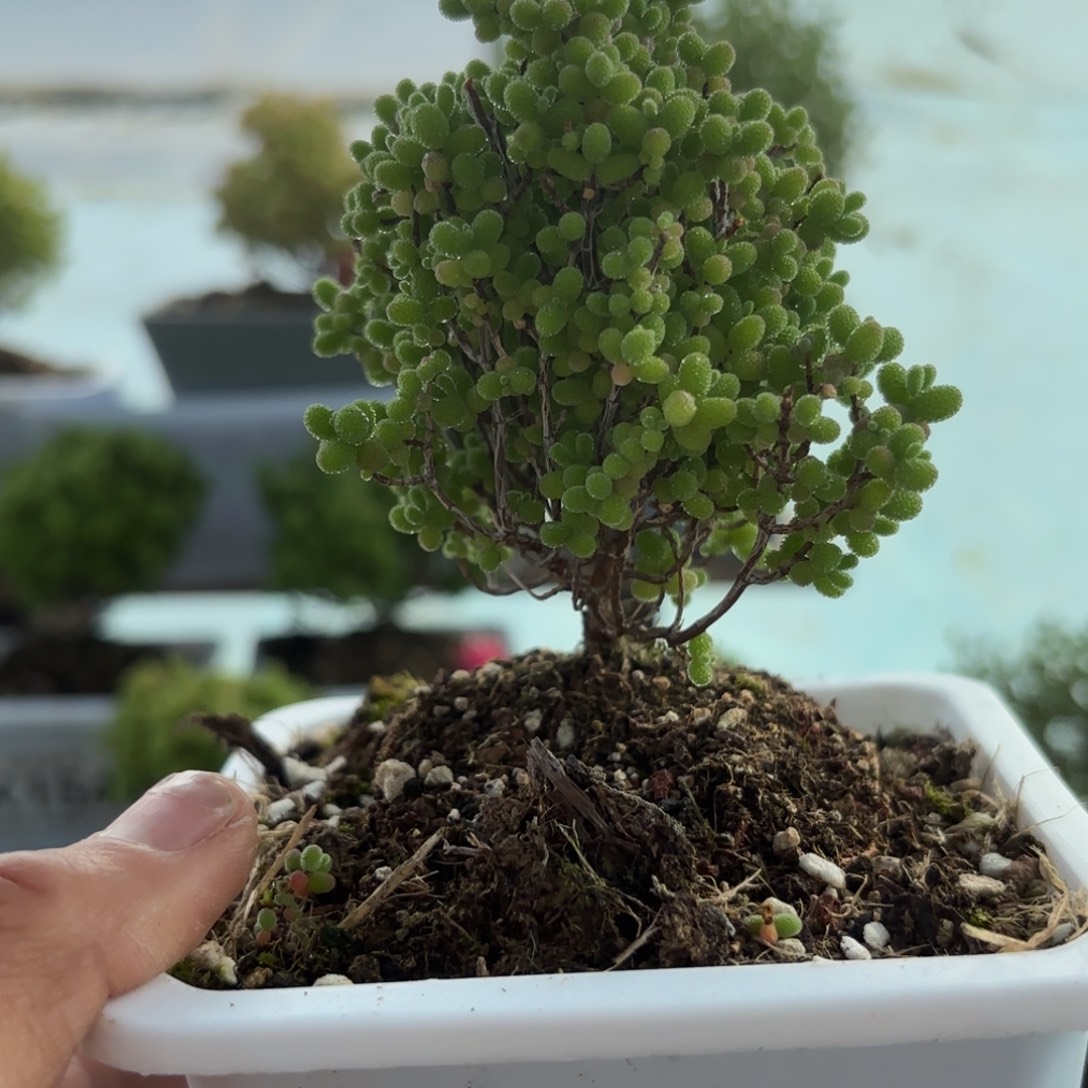 560蜜橘枝干开炸哦