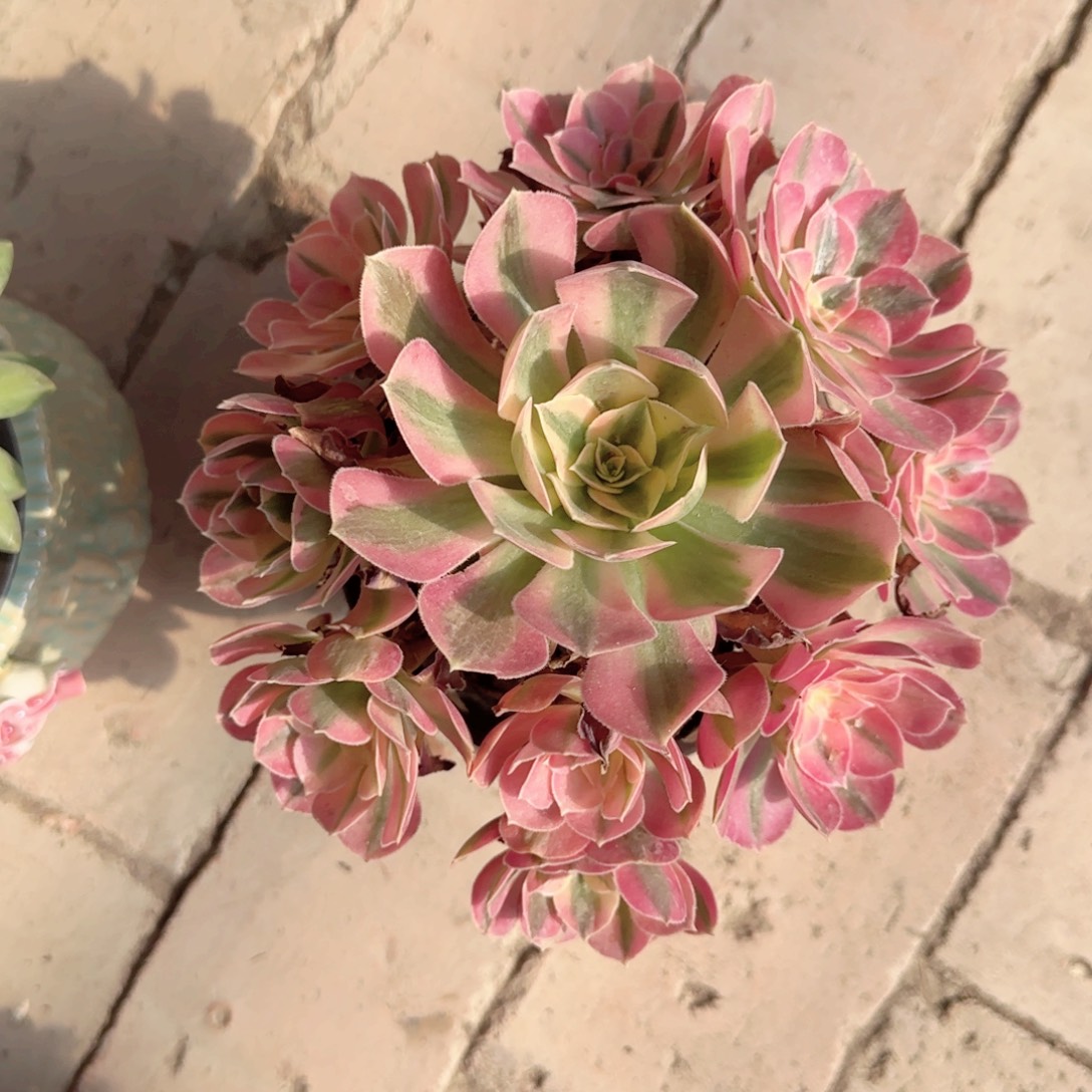 无花朵粉女巫中号