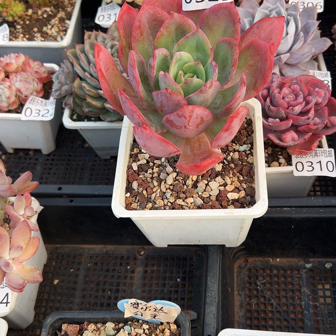 _****多肉一物一拍植物0325