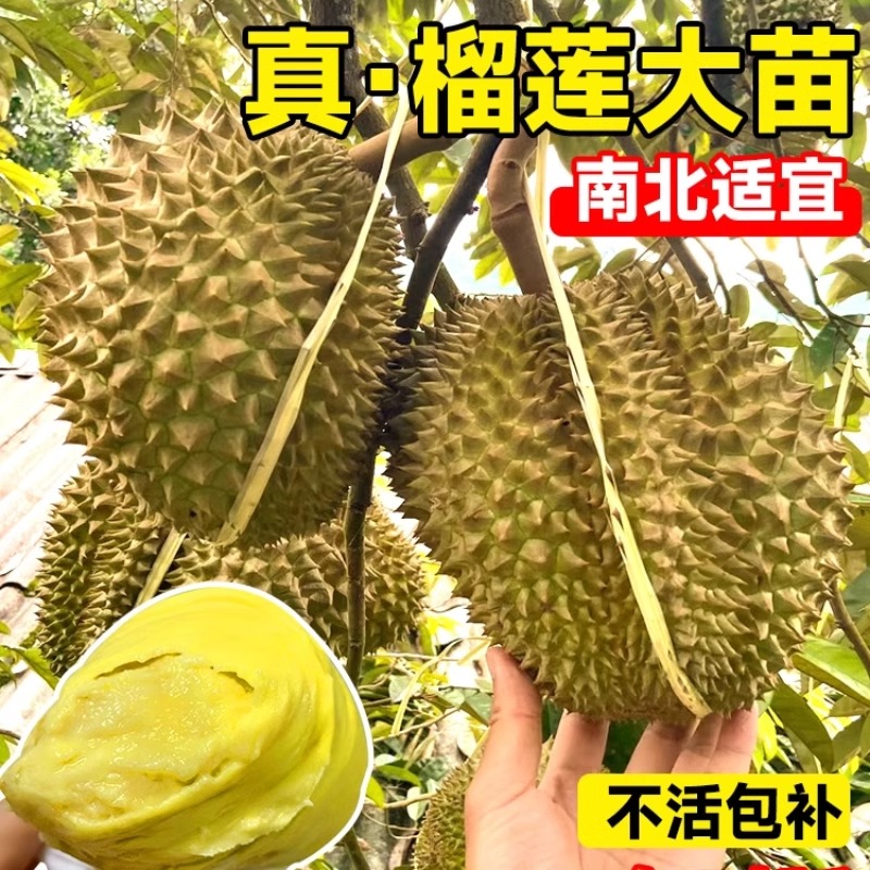 j榴莲树果苗嫁接金枕猫山王榴莲苗南方盆栽地栽当年结果榴莲苗