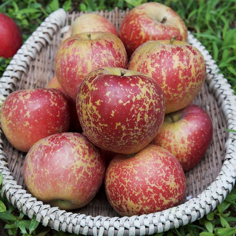 正宗大凉山丑苹果当季新鲜水果新鲜采摘产地直发