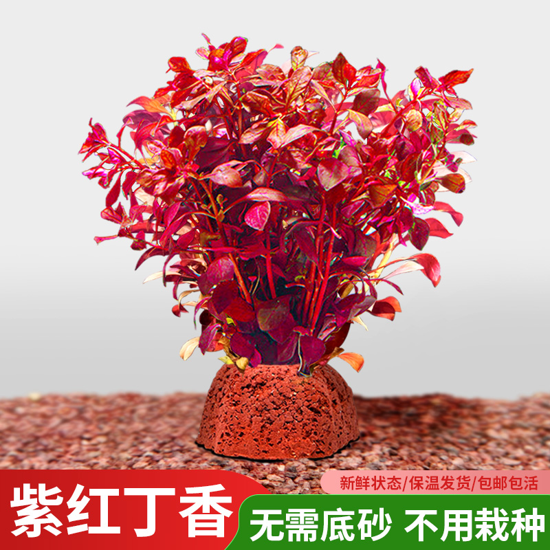 红丁香水草植物鱼缸造景专用阴性水培真草火山石水草小鱼缸大坨草