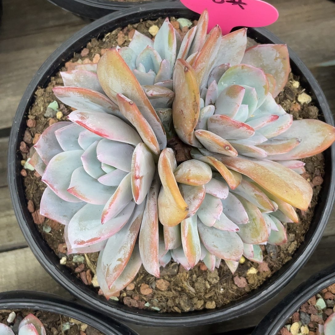 韩版奶茶8头，无砍无摘