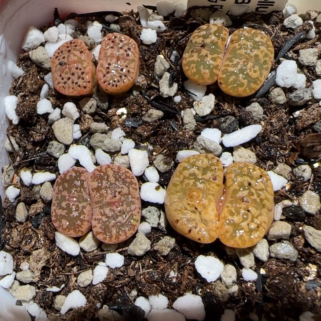 肉锥多肉植物百科-鸟哈尼一盆416