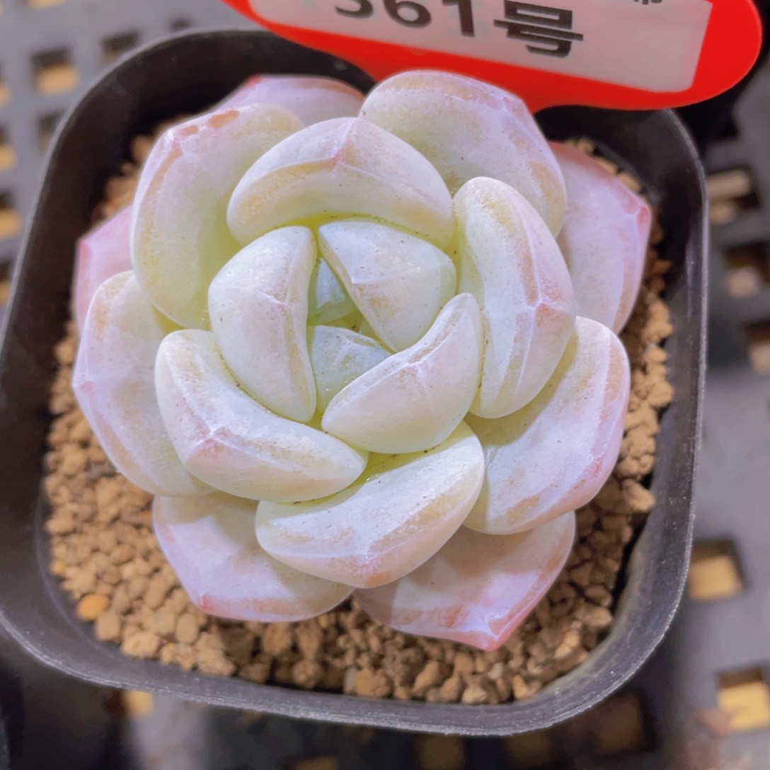 561号 冰透大白兔单头