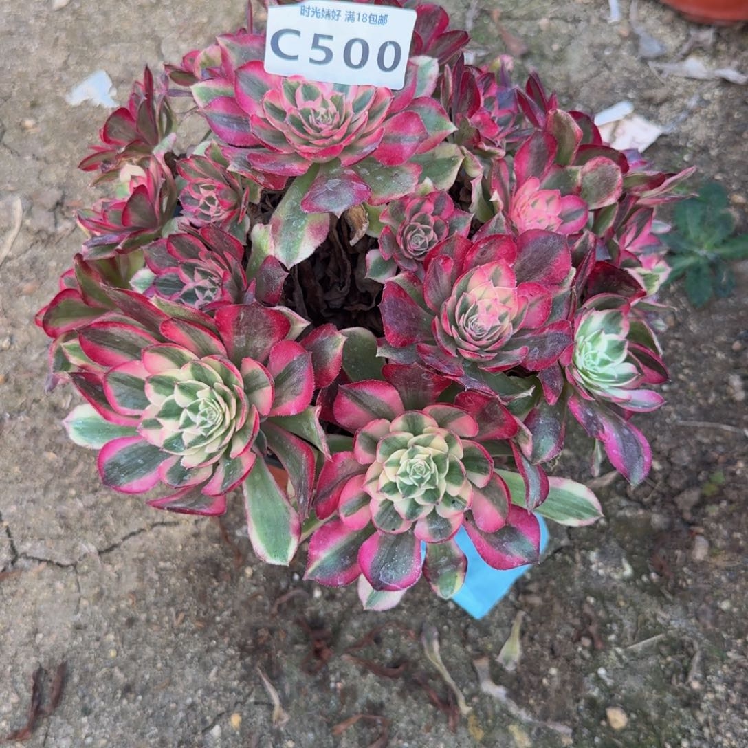 500瑶光。多肉植物