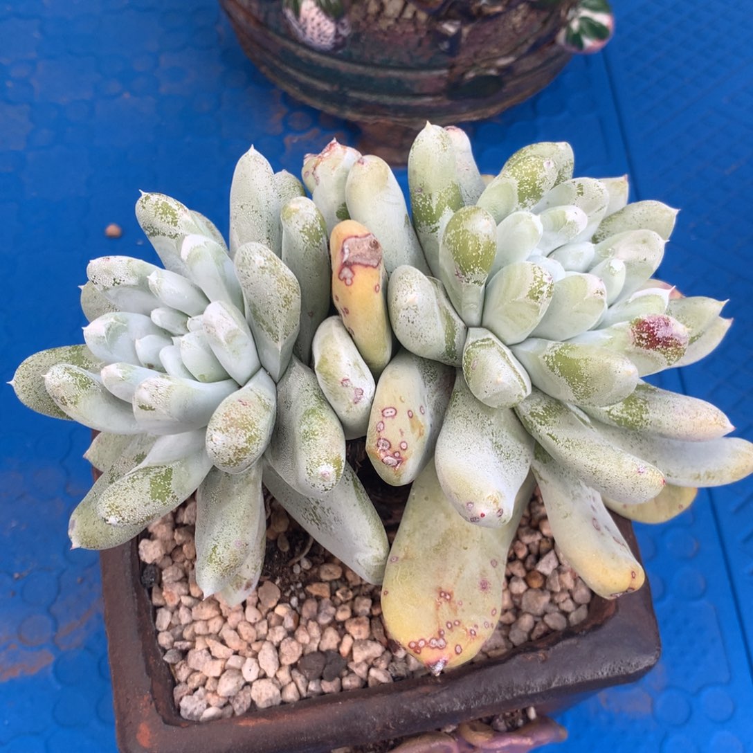 拇指，多肉植物啦啦啦