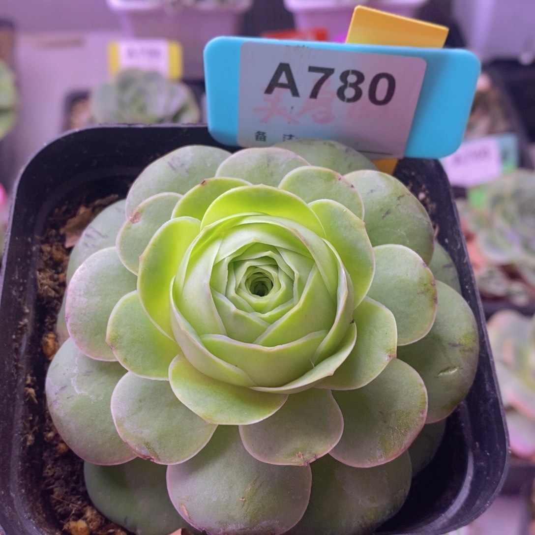 帕娜美拉蜜一物一拍A780