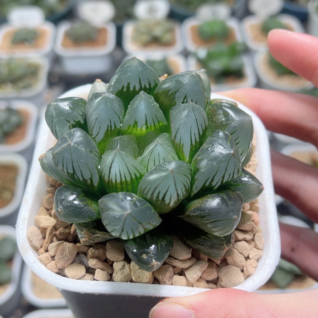 水晶玉露多肉植物