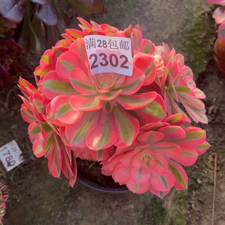 2302女巫多肉植物