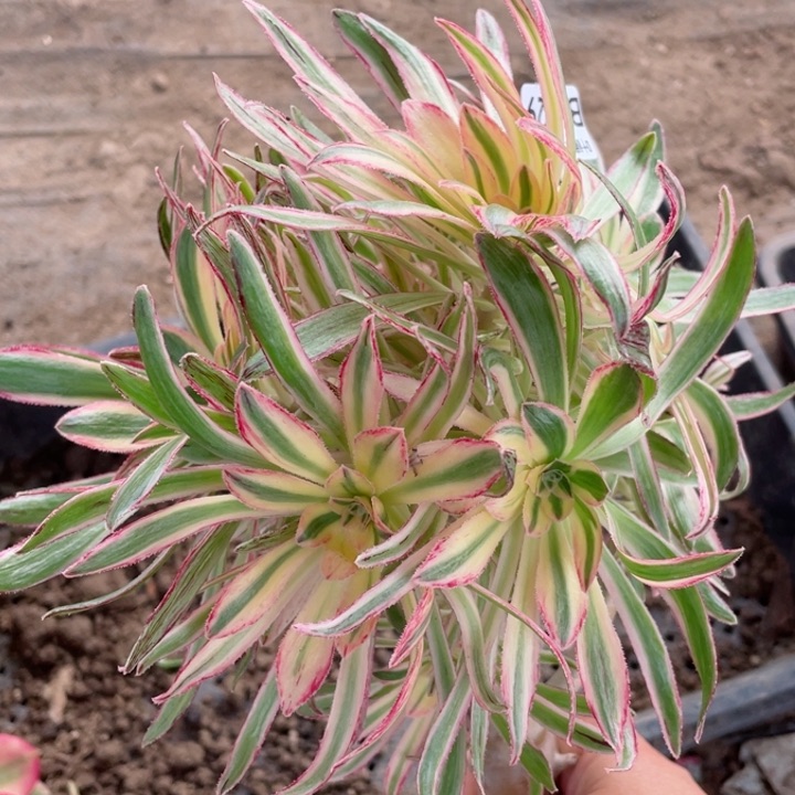 429围巾有砍多肉