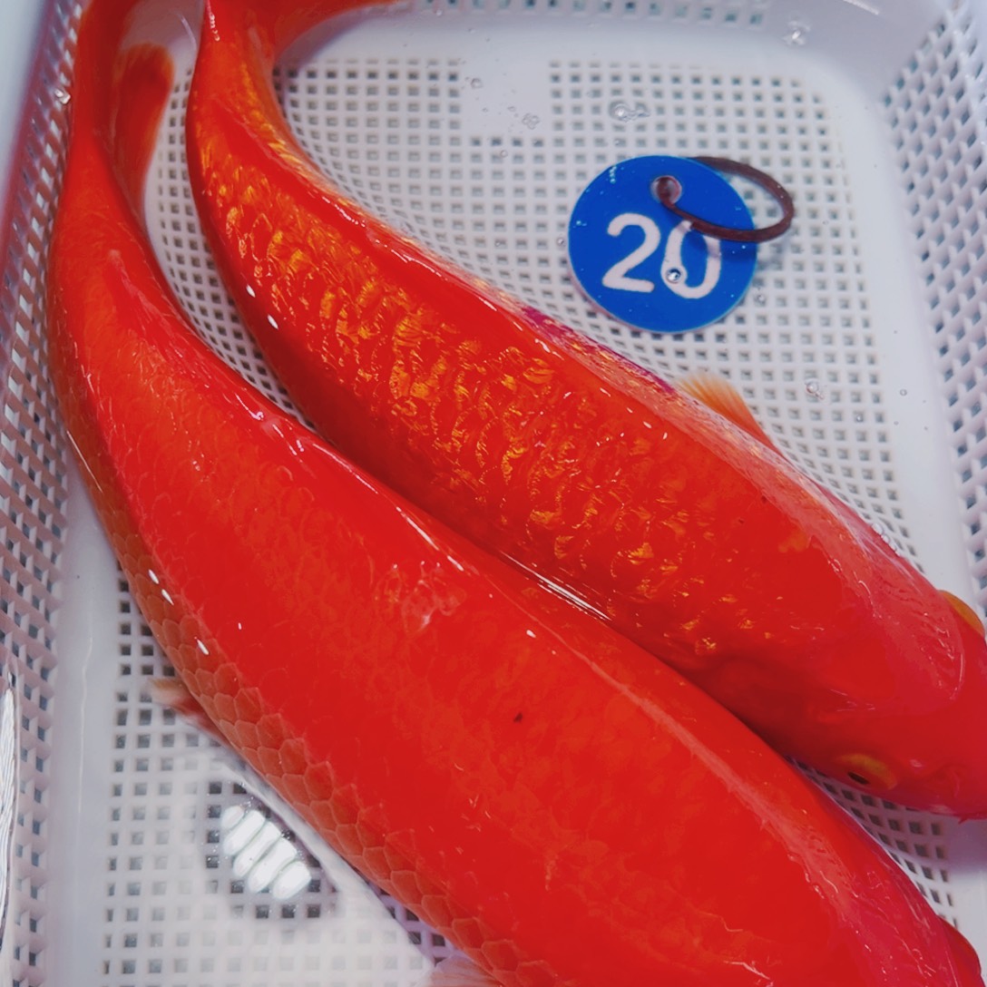 海水鱼锦鲤观赏鱼20