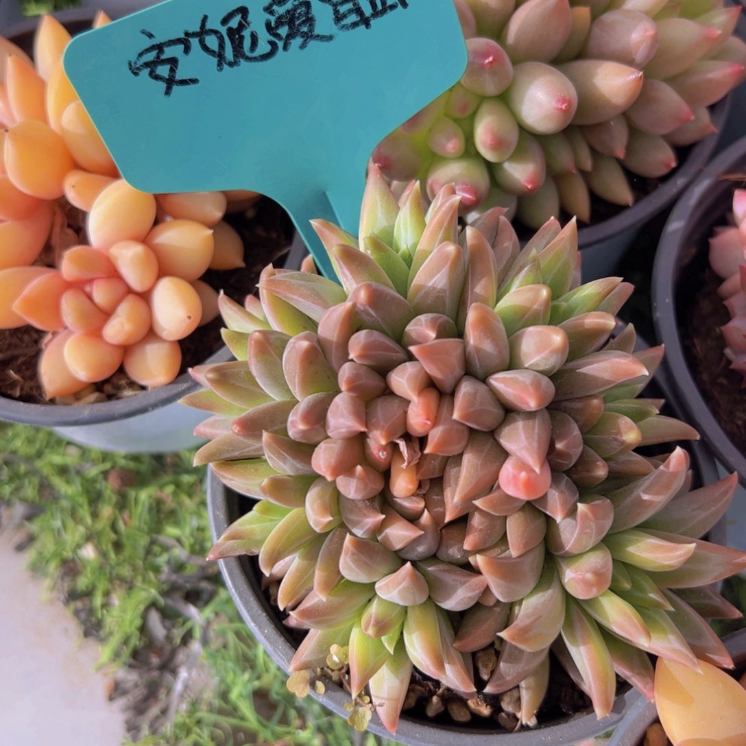 香玉的故事是一个人的故事