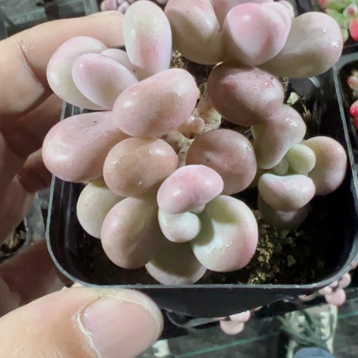 桃蛋精品多肉植物