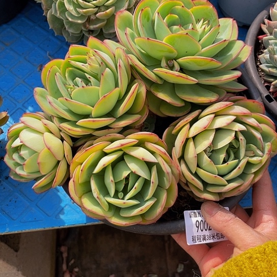 简****店牡丹亭90021多肉