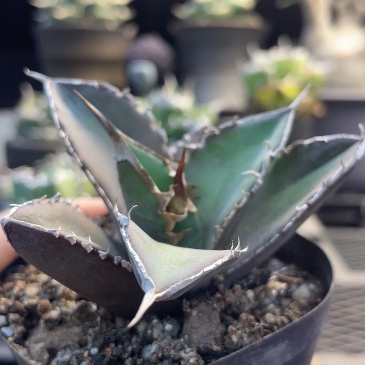 【闪购商品】绿幽。