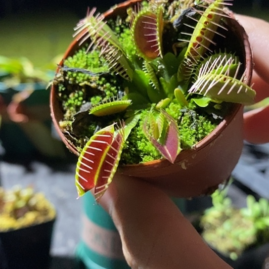 完全开放大嘴捕蝇草