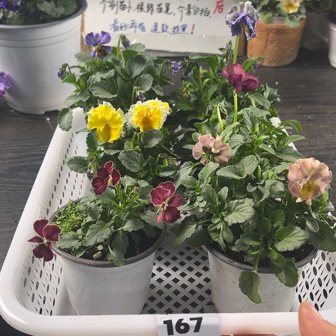 大部分花苞少量开放167号