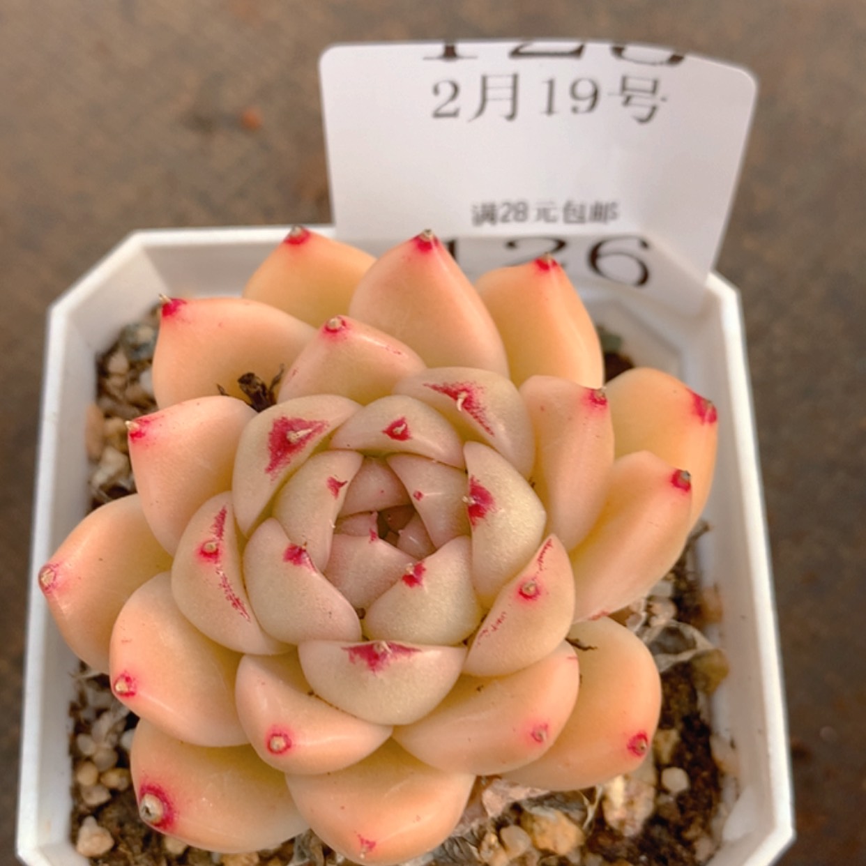 【闪购商品】云126号