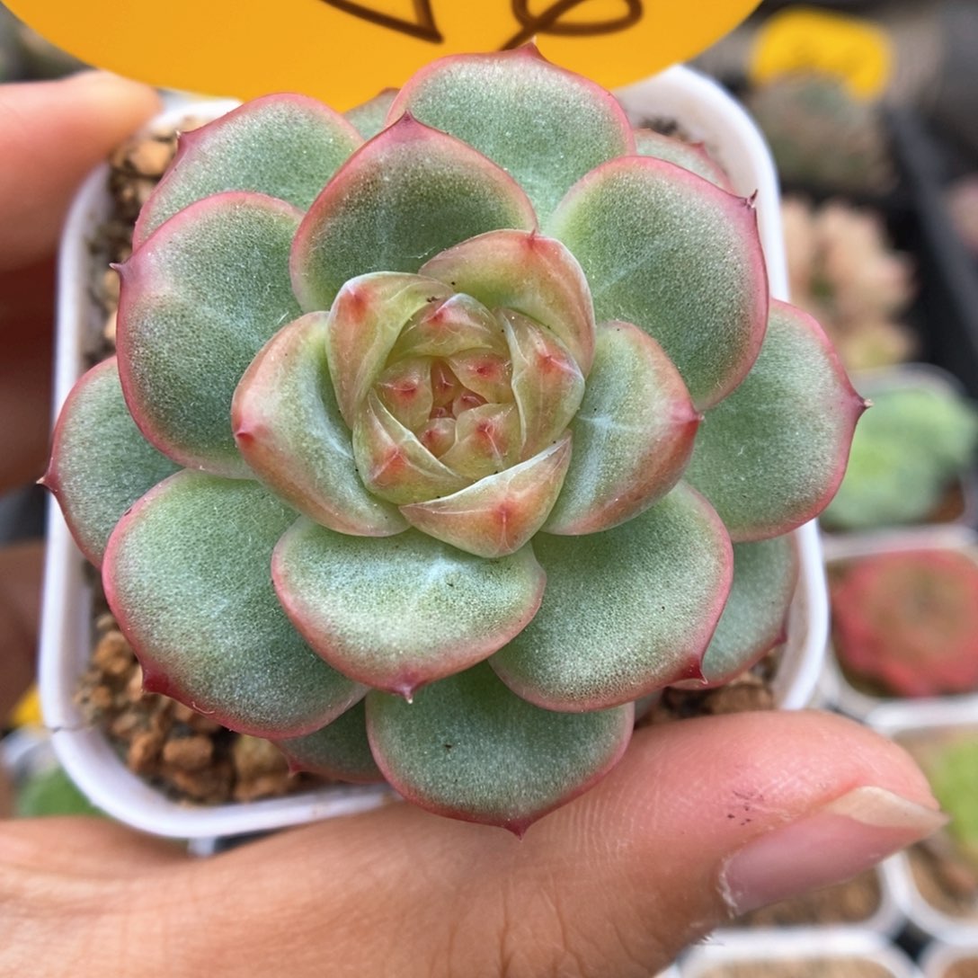 沅芷珍妮可拍454号。   