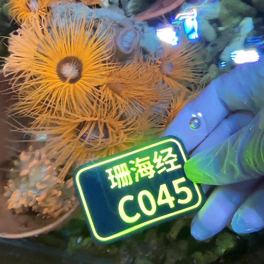 锂***学纽扣珊瑚晓晓不包邮千手佛C045