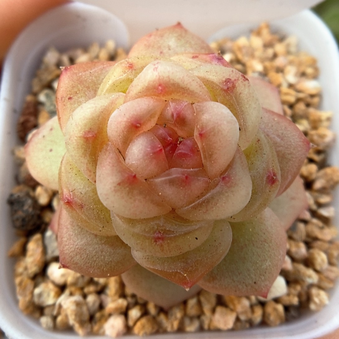 新品甜心可拍329号。 