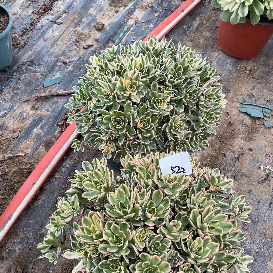 522法师植物甜茶