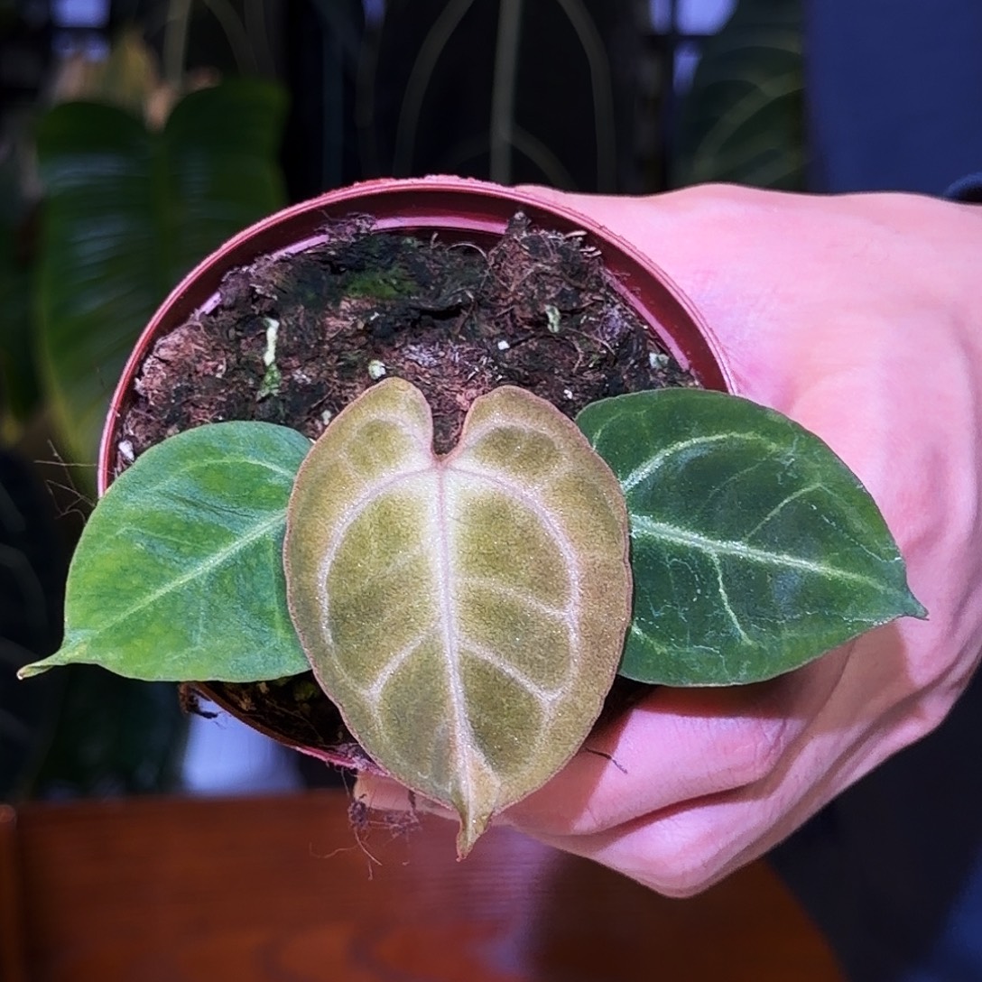 完全开放V135 红虎杂粉锦