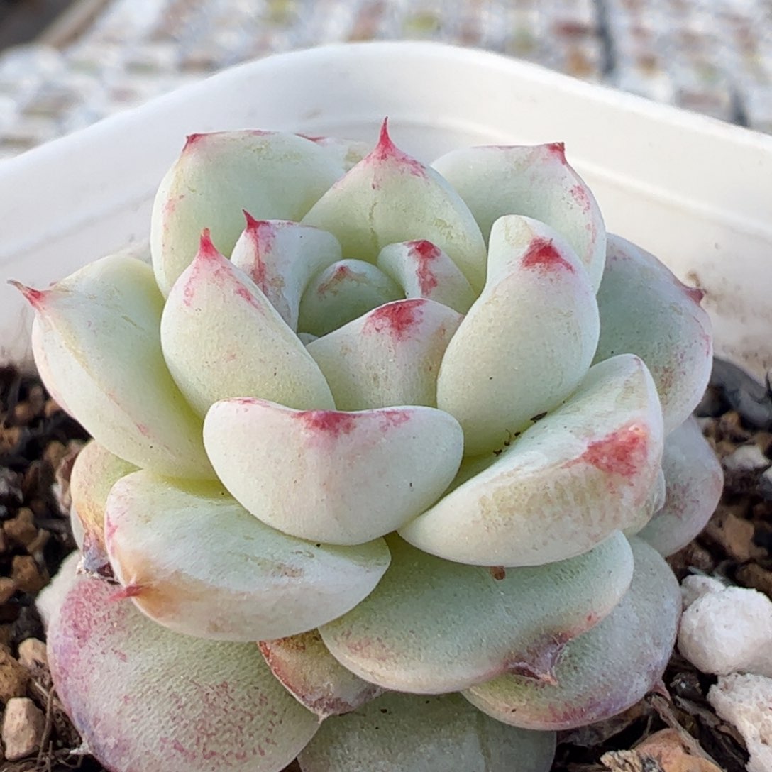 多肉植物百科147