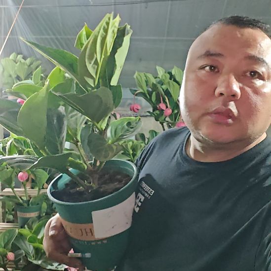 大***玲无花朵宝莲灯花基地发货