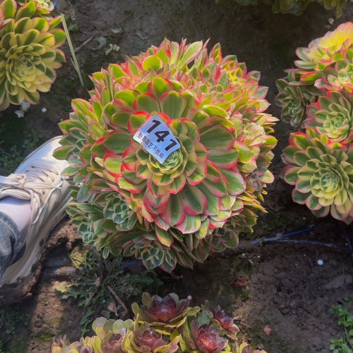 海王花27-12包邮花花